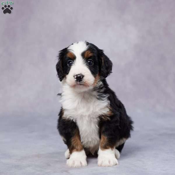 Dak, Mini Bernedoodle Puppy